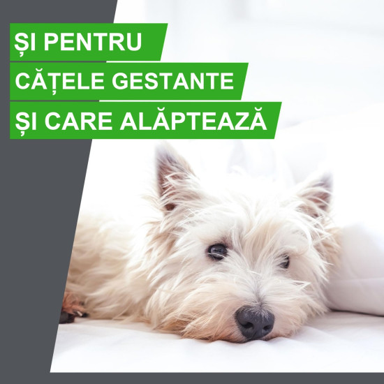 Frontline Combo Spot-On L – Soluție Antiparazitară Externă pentru Câini de Talie Mare (20–40 kg) – 3 Pipete